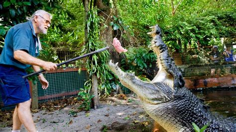 Cassius the record-breaking Queensland crocodile dies - NZ Herald