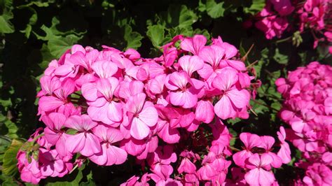 PINK GERANIUMS | Pink geranium, Geraniums, Flowers