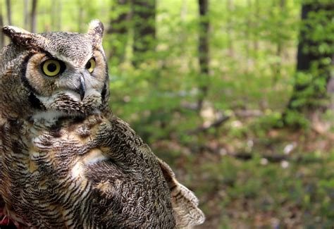 Adirondack Wildlife Refuge • Upstate New York - Inbound Destinations