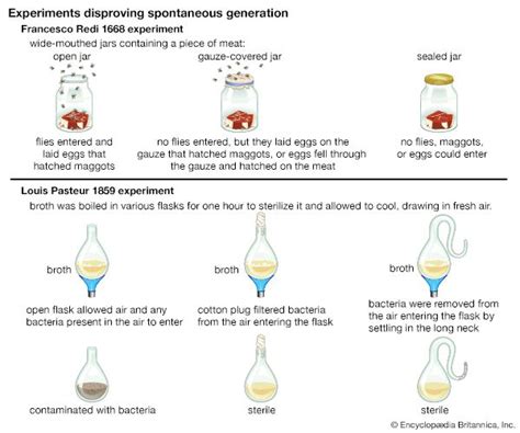 Spontaneous generation | Examples & Experiments | Britannica