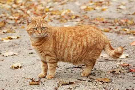 All About Ginger Cats - Breeds, Personality & More - Cat-World