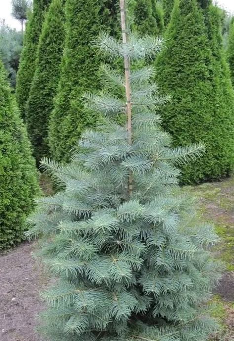 15 Beautiful Dwarf Trees for Small Gardens and Landscapes