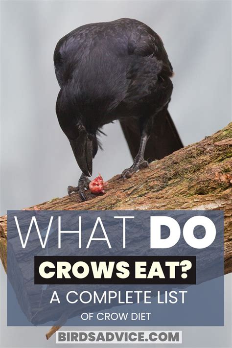 The Fascinating Diet of Crows