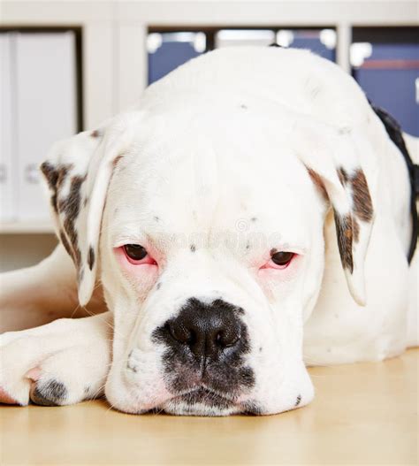 Albino Boxer Dog Looking Sad Stock Image - Image: 30281471