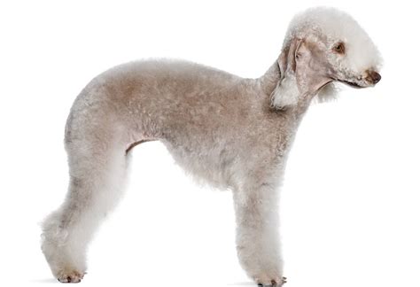 Bedlington Terrier - Dog Breed Guide | Paws 'N' Pups