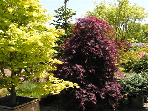 Red Select Laceleaf Japanese Maple | Katsura Gardens