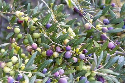 Arbequina Fruiting Olive