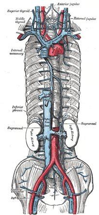 Abdominal Aorta Anatomy