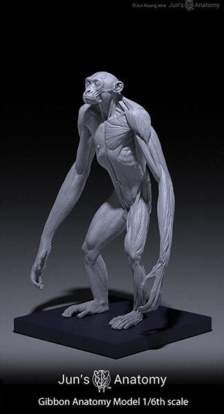 Gibbon Anatomy Model 1/6th scale – Jun's anatomy