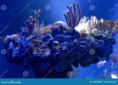 Coral in Saltwater Aquarium Stock Image - Image of saltwater, coral ...