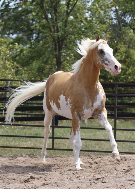 Pin von Kahlen Tonucci auf Horses | Schecken, American paint horse, Pferde