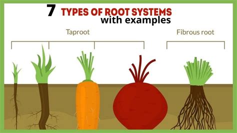 ROOT TYPES: 7 TYPES OF ROOT SYSTEM WITH EXAMPLES | DIFFERENT KINDS OF ...