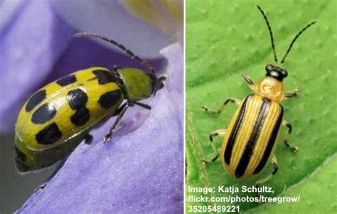 Cucumber Beetles (Striped and Spotted): Identification, Damage and Control (Pictures)