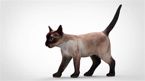 55 HQ Photos Cat 3D Model Rigged Free : cat 3d model - lpl-sjsy3