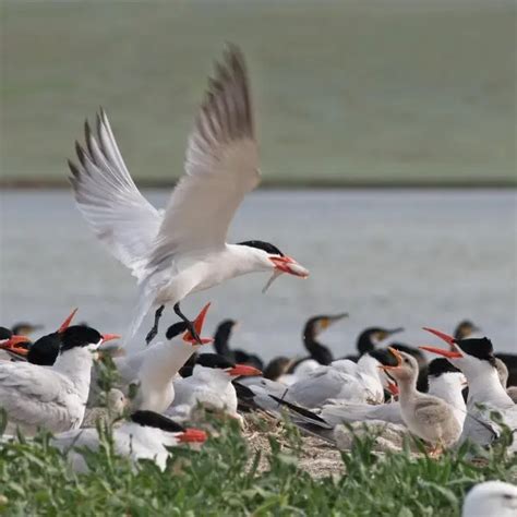 Caspian tern - Facts, Diet, Habitat & Pictures on Animalia.bio