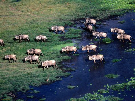 Beautiful Animals Safaris: The Amazing Great Wildebeest Migration Masai Mara National Park ...