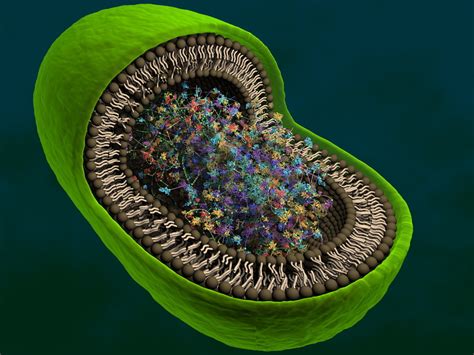 bacterium eukaryont dna 3d model