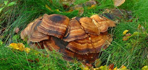 The Fungi World (330) : Giant Polypore photo & image | plants, fungi ...