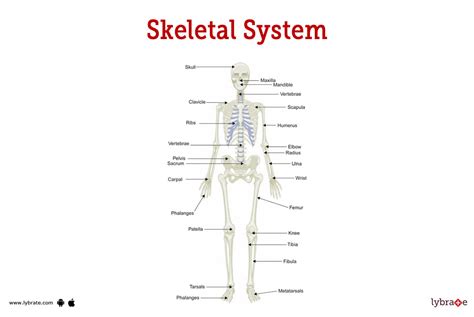 Skeletal System Diagram Labeled