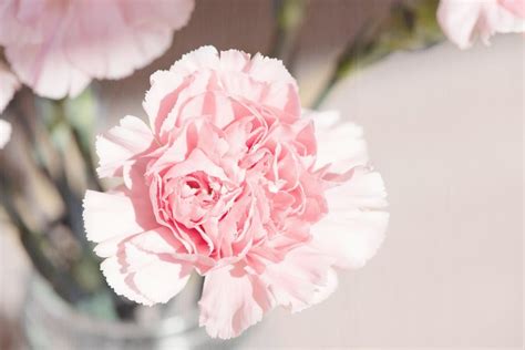 How Carnations Became the Official Flower of Mother's Day - Montgomery Magazine