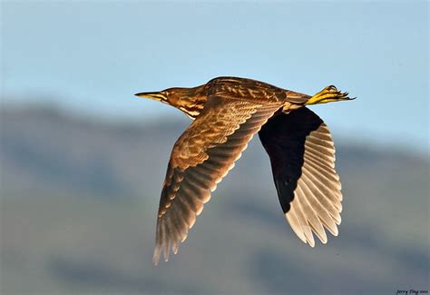 American Bittern in flight | Flickr - Photo Sharing!