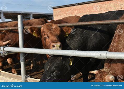 Limousine Bulls on a Farm. Limousine Bulls Spend Time on the Farm Editorial Stock Photo - Image ...