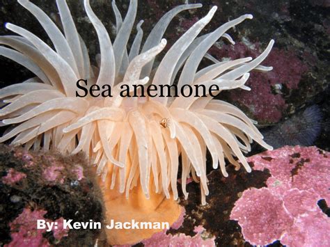 Sea Anemones- Powerpoint