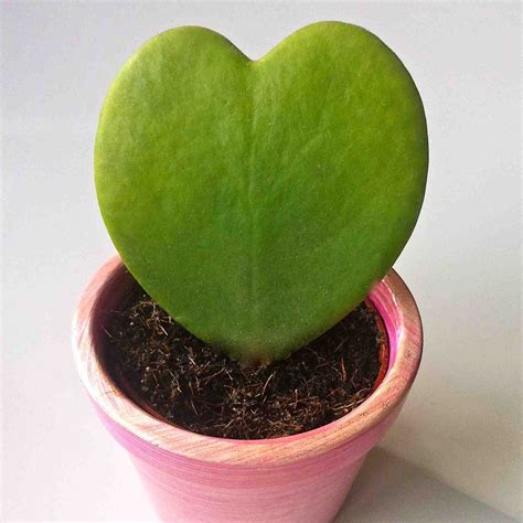 Hoya Kerrii, Heart Leaf, Sweetheart Hoya Succulent Plant - Nestreeo.com