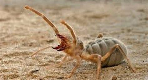 THE SECRET WEAPON OF NATURE IN IRAQ:CAMEL SPIDERS | by Sandra ...