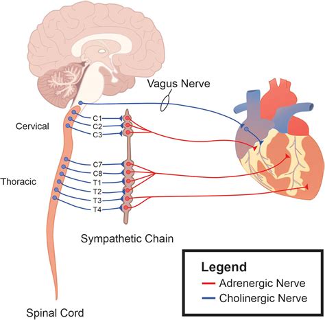 Autonomic Nervous System Precision Regulation - cruiseimage