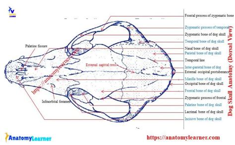 Dog Skull Anatomy - Peculiar Features of Canine skull Bones » AnatomyLearner >> The Place to ...