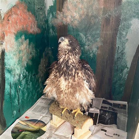 Bald Eagle Fledgling Patient