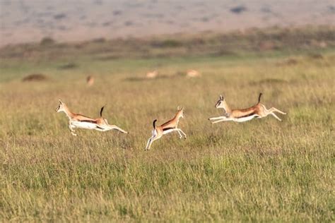 Thomson’s Gazelle Facts - Speed, Habitat, Diet & More