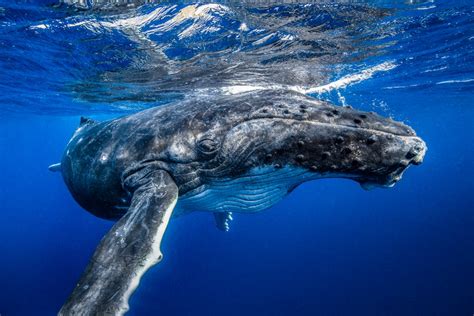 Ballena jorobada bebé nadando bajo el agua en Tonga Foto sobre | Etsy