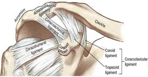 an image of the neck and shoulder with different parts labeled in it's diagram