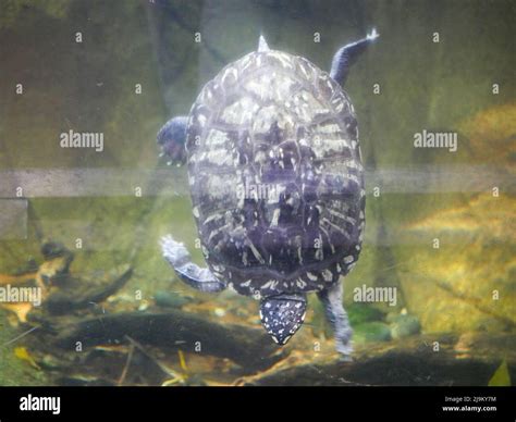 Turtle swimming underwater Stock Photo - Alamy