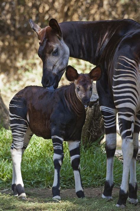 It's a Girl! Okapi Baby First Female In Eleven Years For San Diego Zoo ...