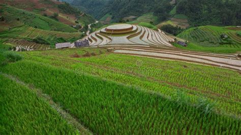 Aerial Top View Flying Over Terraced Rice Fields, Mu Cang Chai, Yen Bai, Vietnam Stock Video ...