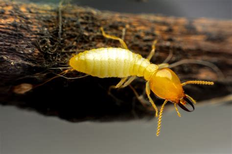 The 3 Different Types of Subterranean Termites, Explained