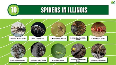 10 Spiders in Illinois - A-Z Animals