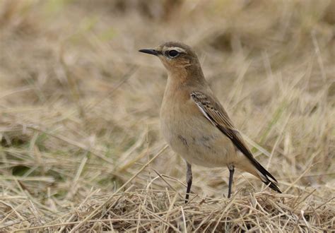 Northern wheatear | BirdForum