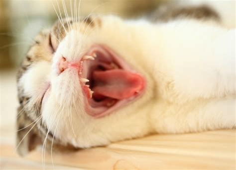 Mouth Cancer (Gingiva Squamous Cell Carcinoma) in Cats | PetMD