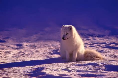 fox, animal, wildlife, red, macro, closeup, nature, outdoors | Pikist