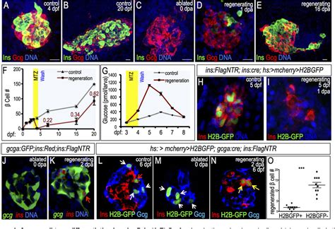 Figure 1 from glucagon is essential for alpha cell transdifferentiation ...