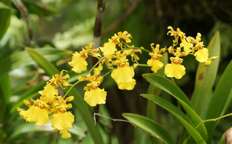 Yellow orchid, Orchids, Wonderful flowers