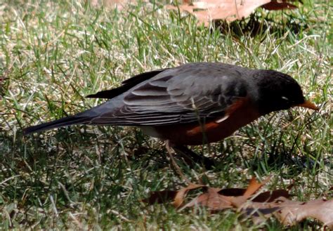 New England: Birds, Robin Ruth. Aust McKinlay | New england, Birds ...