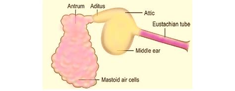 ear - MIDDLE EAR CLEFT - Dr. Meenesh Juvekar - ENT Specialist