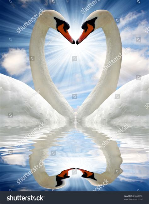 Swan Heart Stock Photo 23663350 : Shutterstock