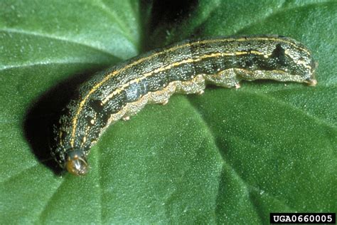 Egyptian cottonworm, Spodoptera littoralis (Lepidoptera: Noctuidae) - 0660005