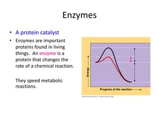 enzymes.pdf | Free Download